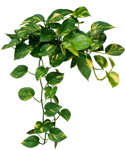 pothos plant